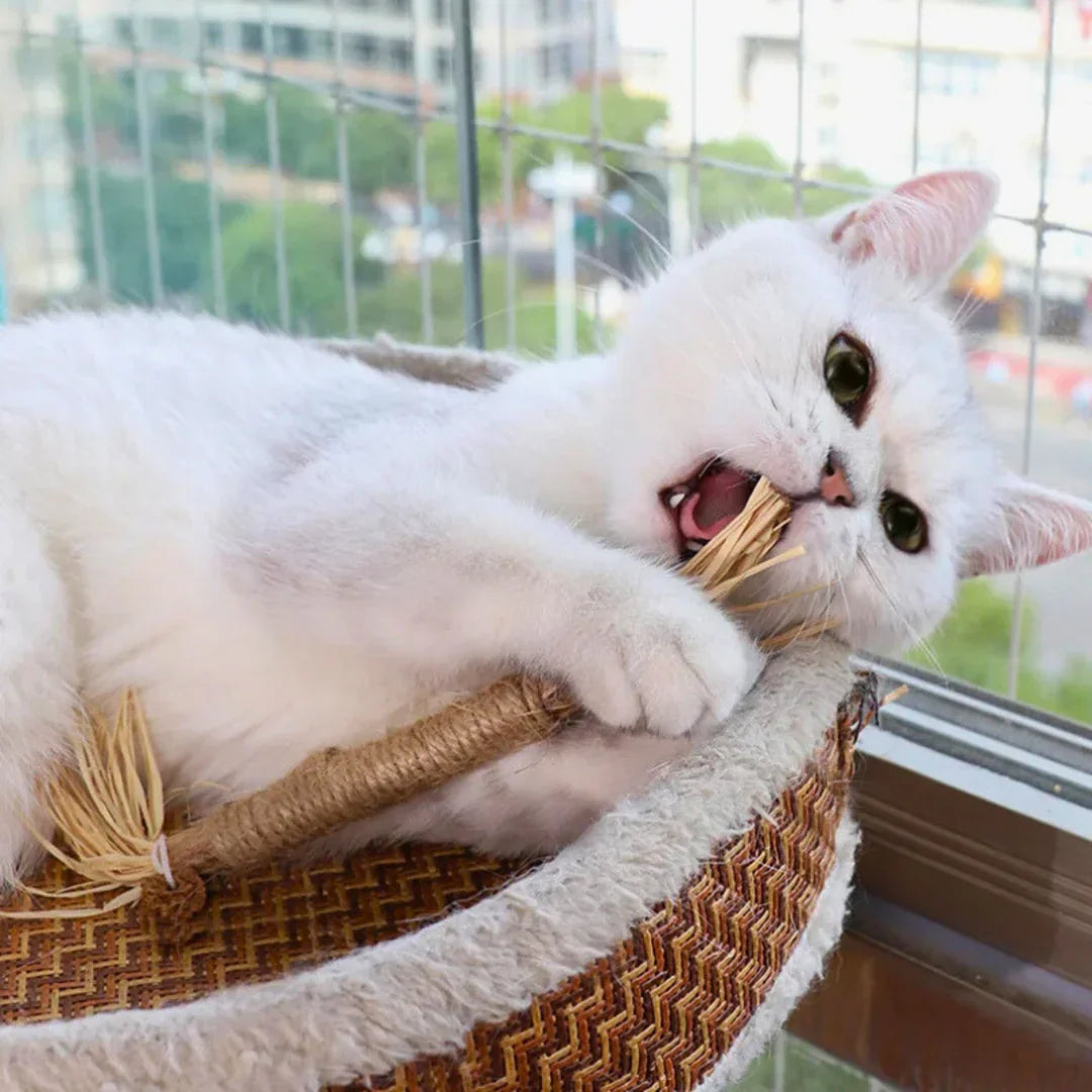 PawBite – Natural Chew Sticks for Cats