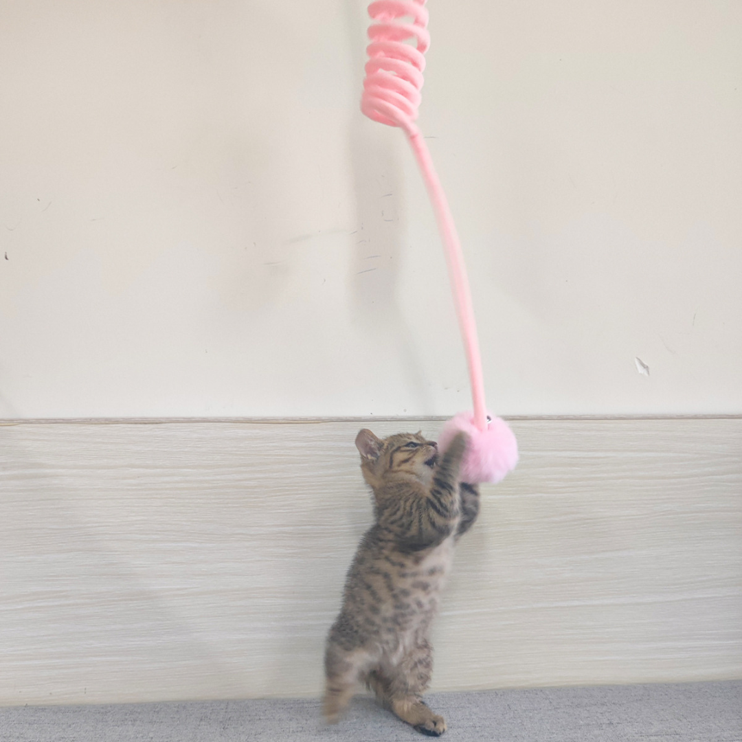 Interactive cat elastic toy