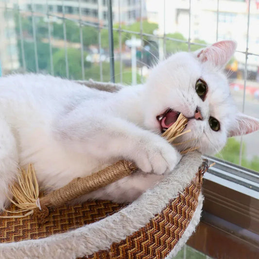 PawBite – Natural Chew Sticks for Cats