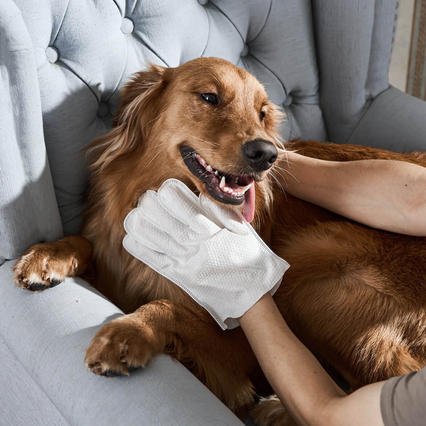 Glove cleaning wipes for pets