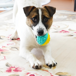 BounceBuddy