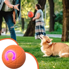 Rolling Ball Dog Toy - Sale🏷️💲