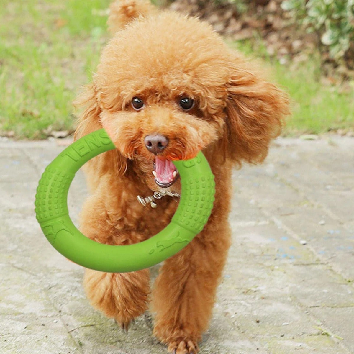 Floating Water Dog Toy Training Ring